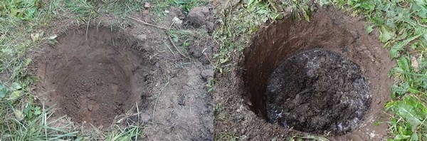 Можжевельник Блю Альпс: особенности посадки и ухода