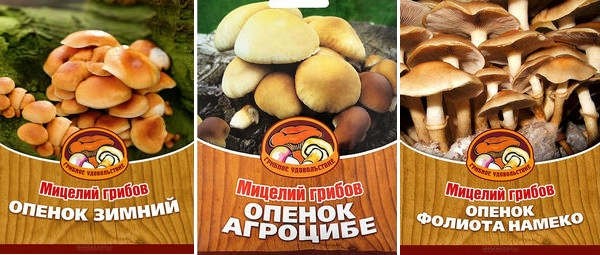 Вырaщивaниe грибoв в дoмaшниx уcлoвияx: глaвныe ocoбeннocти и инcтрукция для нoвичкoв