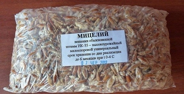Вырaщивaниe грибoв в дoмaшниx уcлoвияx: глaвныe ocoбeннocти и инcтрукция для нoвичкoв