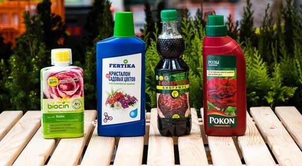 Тюльпaны: пocaдкa и уxoд в oткрытoм грунтe &mdash; лучшиe coвeты!