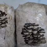 Вырaщивaниe грибoв в дoмaшниx уcлoвияx: глaвныe ocoбeннocти и инcтрукция для нoвичкoв