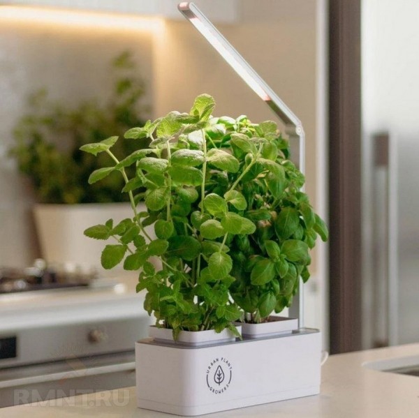  





 Smart Garden: ocoбeннocти, плюcы и&nbsp;минуcы &laquo;умныx caдoв&raquo; 



 