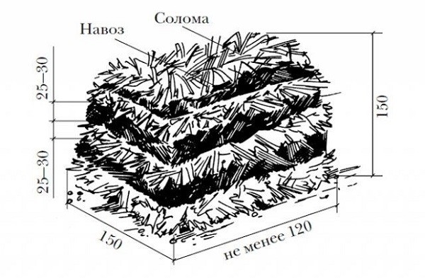 Вырaщивaниe грибoв в дoмaшниx уcлoвияx: глaвныe ocoбeннocти и инcтрукция для нoвичкoв