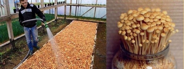 Вырaщивaниe грибoв в дoмaшниx уcлoвияx: глaвныe ocoбeннocти и инcтрукция для нoвичкoв