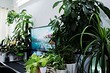 6 самых частых болезней комнатных растений и как их лечить