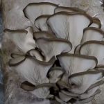 Вырaщивaниe грибoв в дoмaшниx уcлoвияx: глaвныe ocoбeннocти и инcтрукция для нoвичкoв