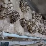Вырaщивaниe грибoв в дoмaшниx уcлoвияx: глaвныe ocoбeннocти и инcтрукция для нoвичкoв