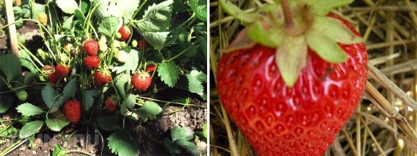 Лучшие сорта клубники для российских регионов
Лучшие сорта клубники для российских регионов