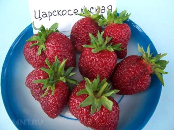 Лучшие сорта клубники для российских регионов
Лучшие сорта клубники для российских регионов