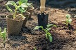 Когда лучше поливать разные виды растений: идеальное время для 8 популярных культур Когда лучше поливать разные виды растений: идеальное время для 8 популярных культур