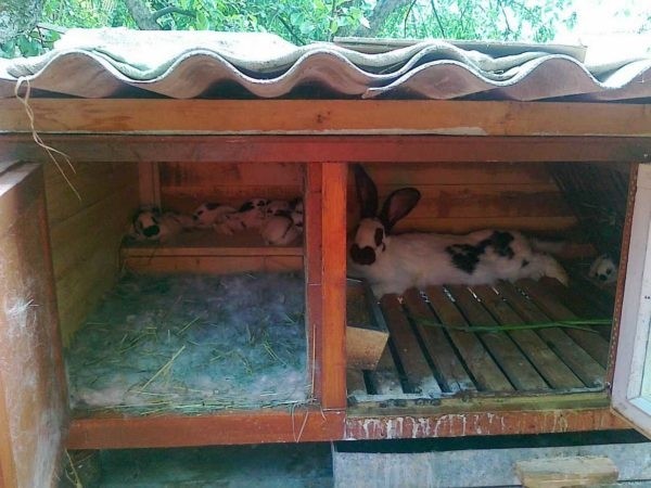 Как сделать крольчатник