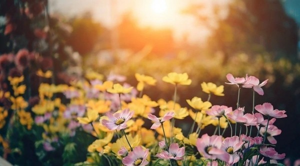 Клумба для ленивых: 9 садовых растений, которые цветут сами по себе
