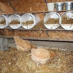 Курятник внутри: что необходимо и как сделать Курятник внутри: что необходимо и как сделать