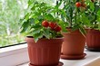 5 растений, которые можно вырастить дома из косточки 5 растений, которые можно вырастить дома из косточки