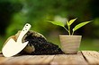 8 съедобных растений, которые еще не поздно посадить на участке 8 съедобных растений, которые еще не поздно посадить на участке