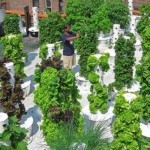 Декоративный огород: делаем красивые грядки &mdash; 60 фото