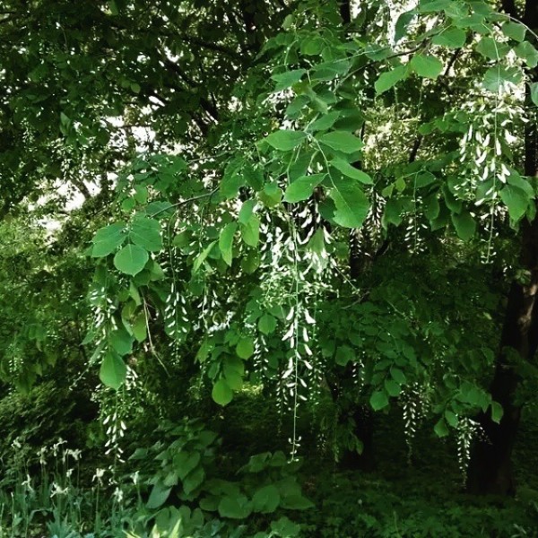 10 экзотических деревьев, которые можно вырастить в средней полосе