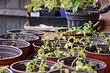 Как реанимировать старое и больное дерево: 8 советов садоводам