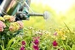 Как сохранить комнатные цветы на время отпуска (спойлер: вам не придется просить соседей) Как сохранить комнатные цветы на время отпуска (спойлер: вам не придется просить соседей)