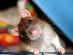 Утеплитель для стен внутри дома на даче: какой лучше выбрать и какой толщины он должен быть Утеплитель для стен внутри дома на даче: какой лучше выбрать и какой толщины он должен быть