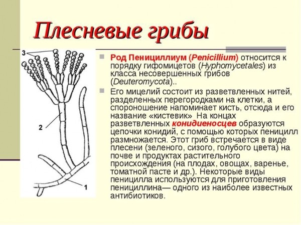Как избавиться от чёрной плесени &mdash; советы, проверенные способы и средства