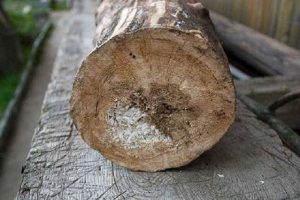 Скворечник для птиц своими руками: схемы и пошаговые фото инструкции