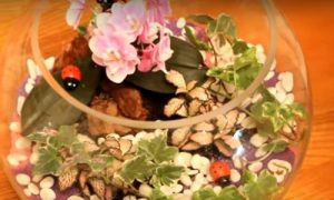 Флорариум &mdash; что это и как его сделать своими руками