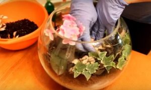 Флорариум &mdash; что это и как его сделать своими руками