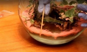 Флорариум &mdash; что это и как его сделать своими руками