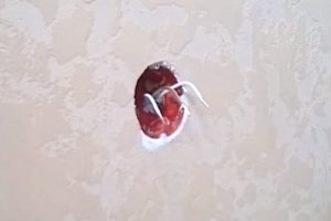 Как подключить розетку: подключаем правильно провода к розетке по схеме