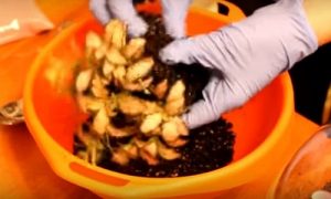 Флорариум &mdash; что это и как его сделать своими руками