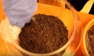 Флорариум &mdash; что это и как его сделать своими руками
