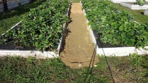Дорожки между грядками на даче: особенности обустройства своими руками