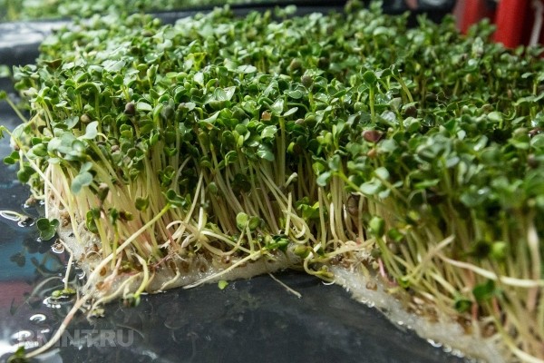 





Четыре способа вырастить микрозелень на подоконнике



