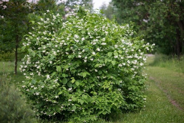 Декоративные кустарники для сада