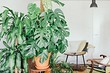 6 растений с крупными листьями, которые сделают вашу квартиру самой стильной 6 растений с крупными листьями, которые сделают вашу квартиру самой стильной