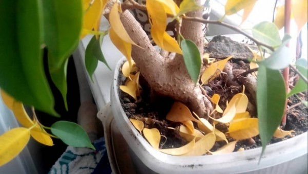 Что делать, если желтеют листья у комнатных растений? Что делать, если желтеют листья у комнатных растений?