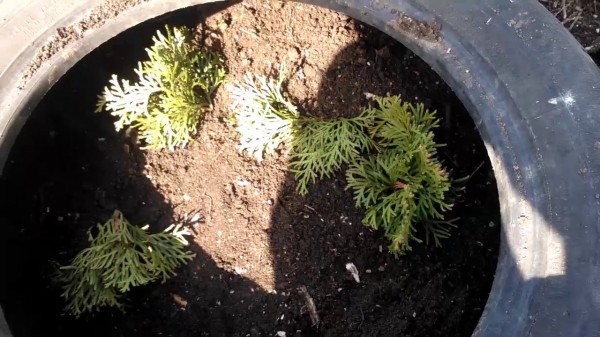 Как сделать парник из покрышки Как сделать парник из покрышки