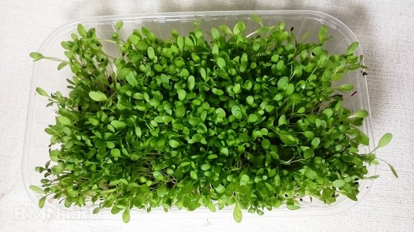 





Какие культуры лучше всего подходят для выращивания микрозелени



