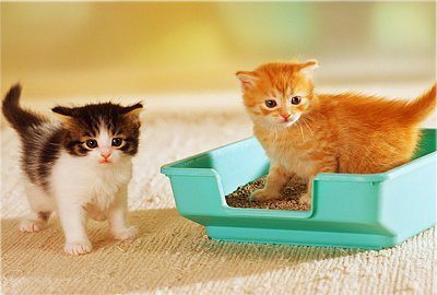 Как кота научить ходить на унитаз: способ, который работает