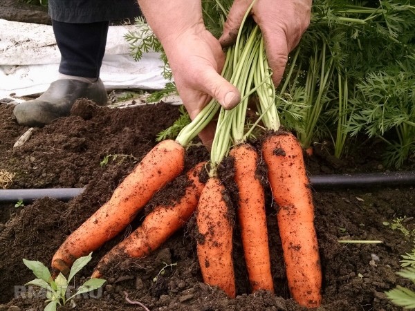 





Как сделать сад и&nbsp;огород более продуктивными



