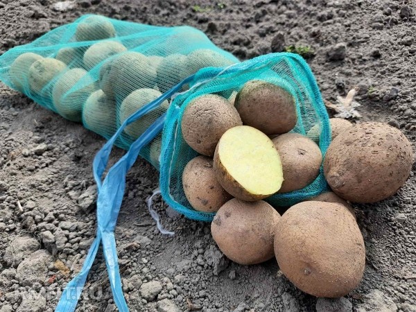 





Как сделать сад и&nbsp;огород более продуктивными



