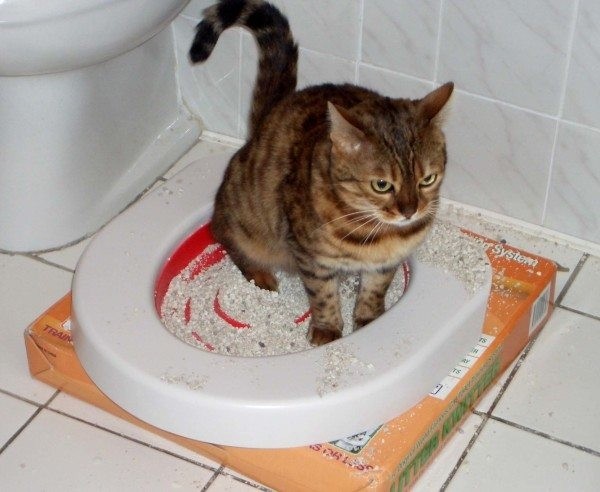 Можно ли смывать глиняный кошачий наполнитель в унитазе?
