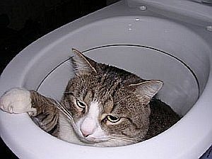 Как кота научить ходить на унитаз: способ, который работает
