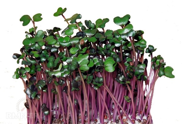 





Какие культуры лучше всего подходят для выращивания микрозелени



