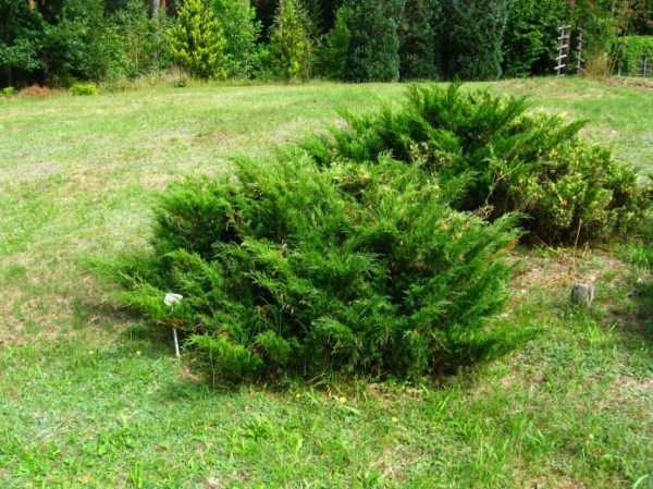 Декоративные кустарники для сада