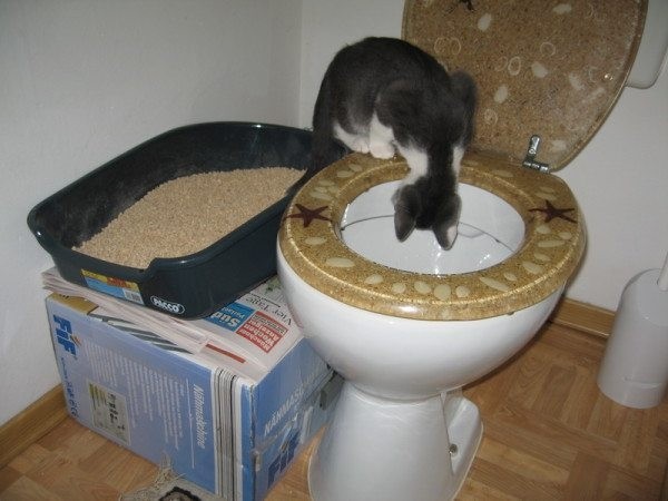 Как кота научить ходить на унитаз: способ, который работает