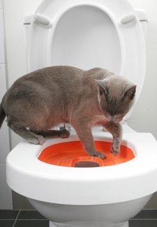 Как кошку приучить к унитазу: избавляемся от лотка и наполнителя