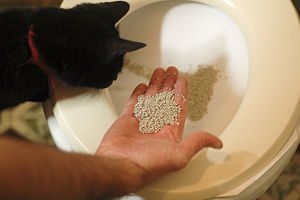 Унитаз для кошек – максимум комфорта для мохнатого члена семьи Унитаз для кошек – максимум комфорта для мохнатого члена семьи
