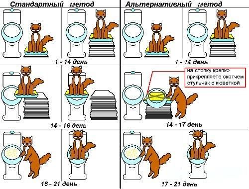 Унитаз для кошек – максимум комфорта для мохнатого члена семьи Унитаз для кошек – максимум комфорта для мохнатого члена семьи